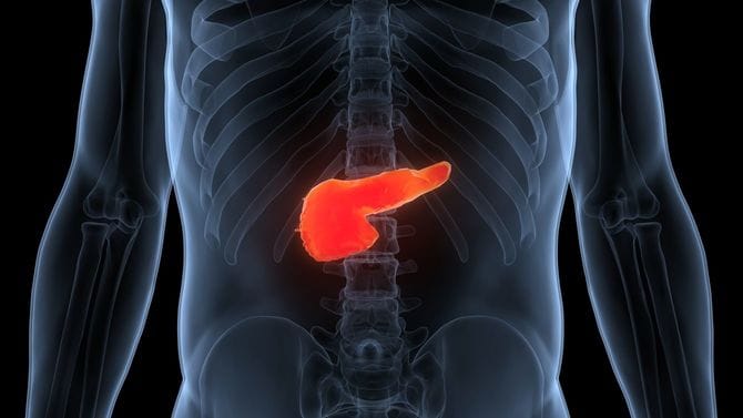 膵臓解剖学の3Dイラスト