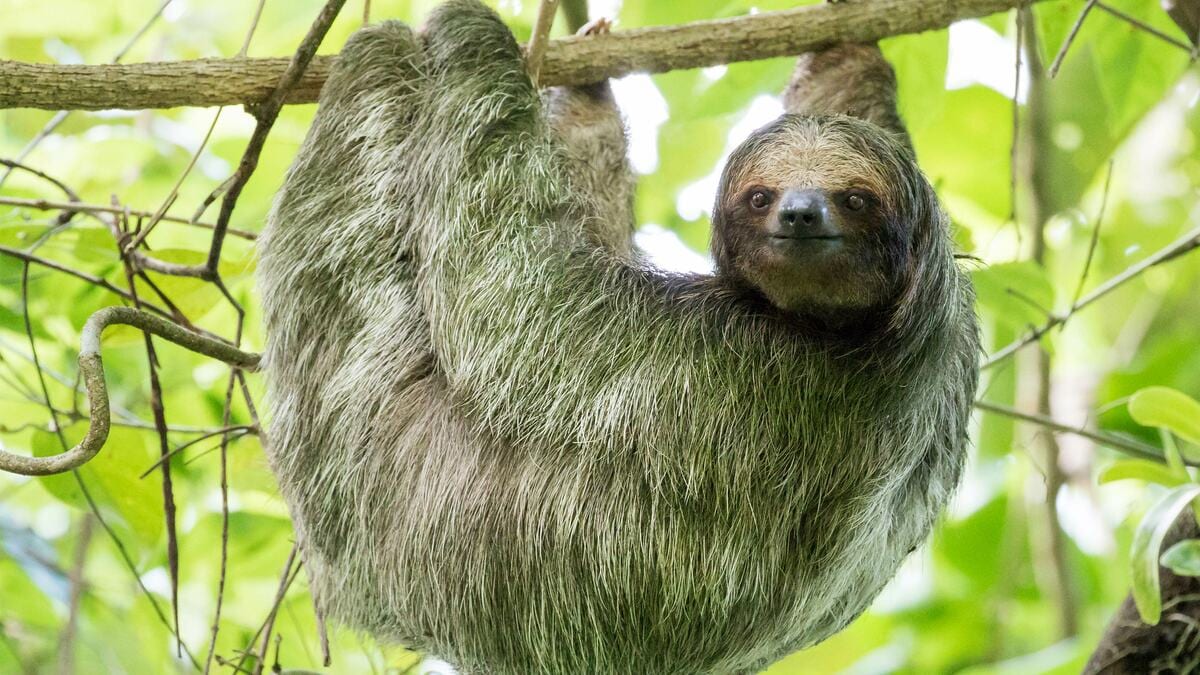 なぜナマケモノは怠けるようになったのか…一日中寝てばかりだから