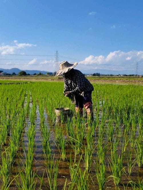 タイ北部で管理する農地は500ヘクタール以上(東京ドーム約100個分)に及ぶ