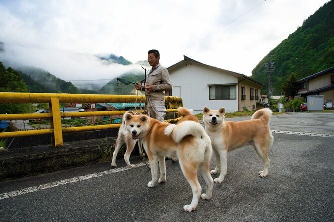 3匹の秋田犬を連れている男性