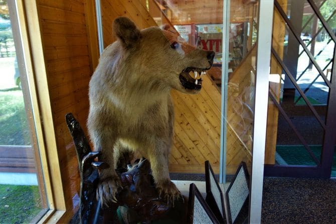 日高山脈山岳センターに展示される加害羆の剥製