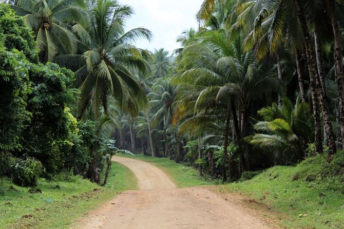 フィリピンのヤシの木林を通る道