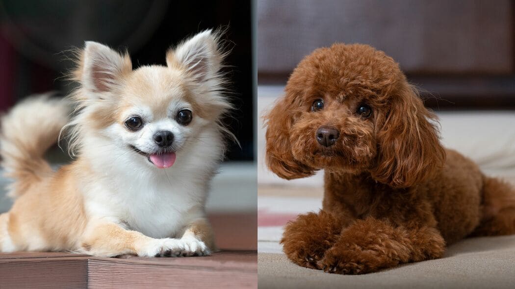 チワワでもトイ･プードルでもない…飼い主と離れると不安になる"留守番が苦手な犬"の意外な犬種名