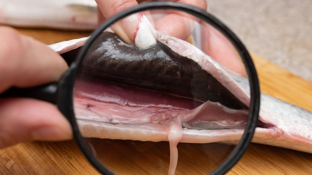 3位はヒラメ､2位はイワシ､1位は…｢日本最多の食中毒｣アニサキス症の感染源になっている｢魚の名前｣ 魚肉の深いところに寄生虫が隠れている