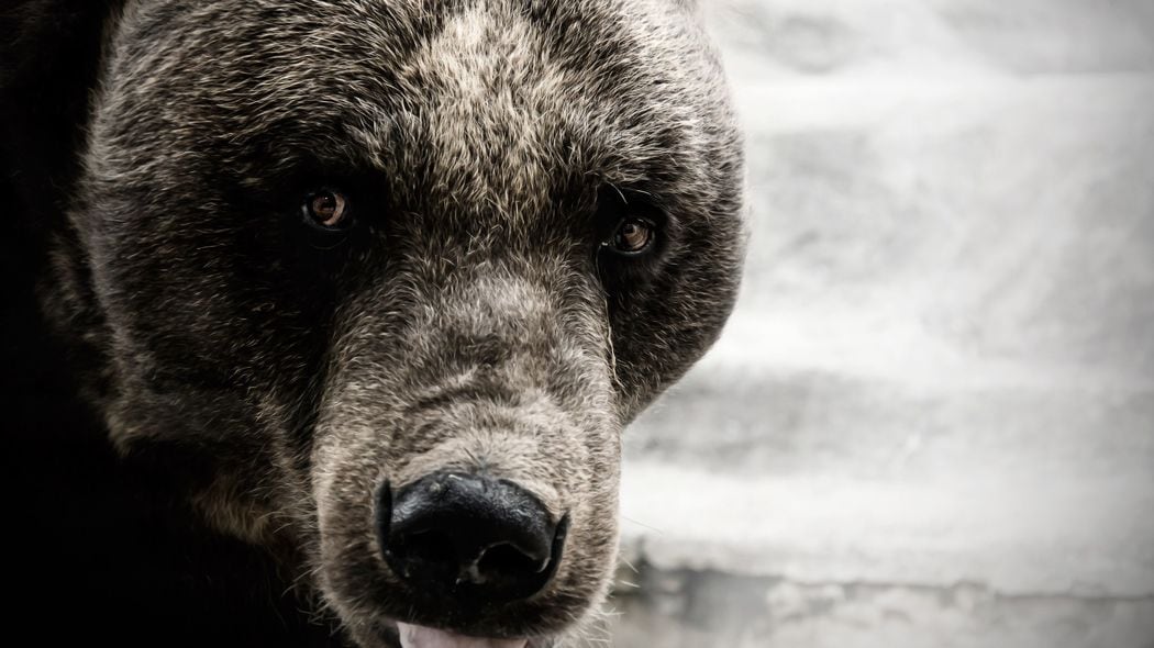 観光客がヒグマに｢スナック菓子｣を与えている…知床･羅臼岳に｢殺人グマ｣が出現した恐ろしい背景事情 74歳女性が｢9頭のクマ｣に食い荒らされた惨劇
