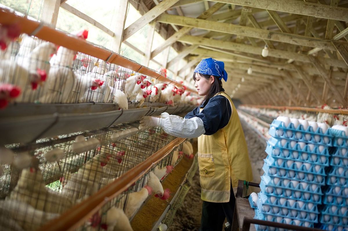 養鶏場で働く女性