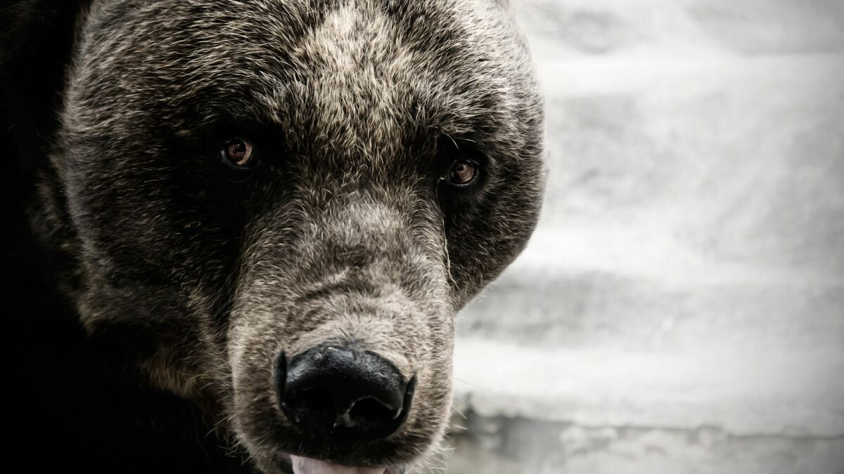 鹿角製のペンダント。ヒグマの顔が彫られている物で御座います。【現地