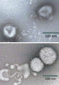 表面がスパイクで覆われたウイルス粒子（写真上）。スパイクでヒトの細胞に取り付いたり、細胞の中から出たりする。センダン抽出液を加えるとスパイクが消え、ウイルス粒子の一部が壊れた（同下）。ちなみに、「栴檀は双葉より芳し」の諺で知られるのは白檀のことで、ここでのセンダンとは別物。