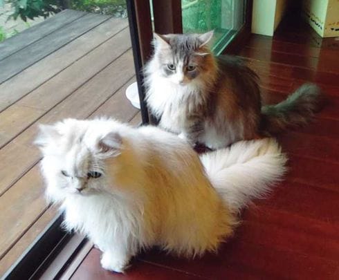 天野医師の愛猫。朝4時半～5時に起床し、白湯を飲み、猫たちにリードをつけて散歩に行くのが日課。