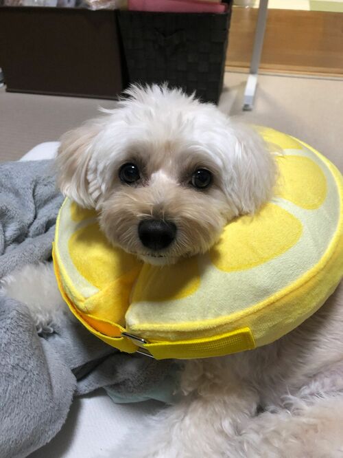 ハクビシンに噛まれた愛犬。傷を舐めないようエリザベスカラーで保護。