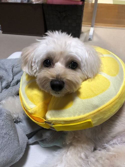 ハクビシンに噛まれた愛犬。傷を舐めないようエリザベスカラーで保護。