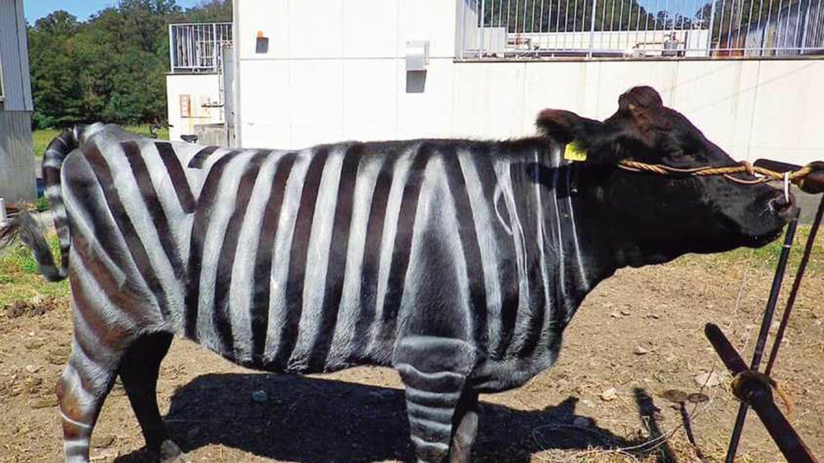 日本人研究者はイグ･ノーベル賞を20年連続で受賞できるか?