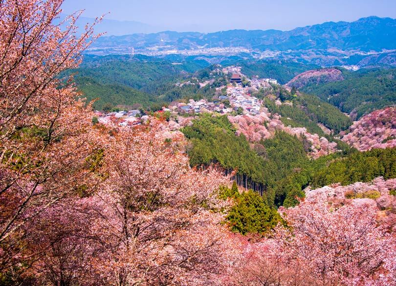 渋滞3時間を10分に短縮した吉野山の偉業 どうやって地元の意思を統一したか