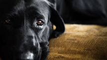 なぜ犬は｢人気のペット｣になったのか…飼い主の顔を理解して｢うれし涙｣を流す動物は犬だけという事実