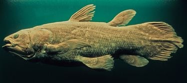 魚ではなく怪物だった…44年前に｢生きたシーラカンス｣と対峙した