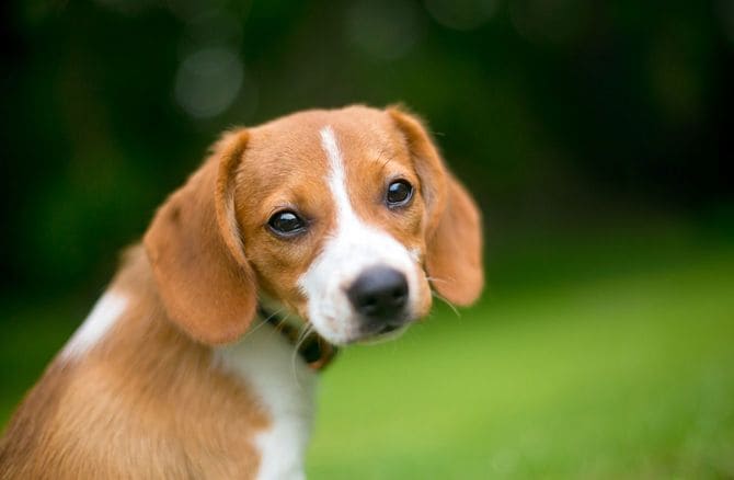 ビーグル×チワワの子犬
