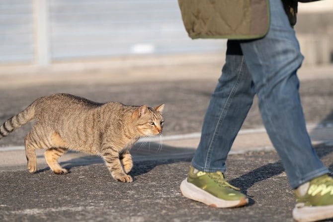 歩いている人の後をついてくる野良猫