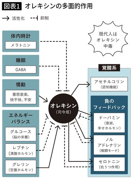 【図表】オレキシンの多面的作用