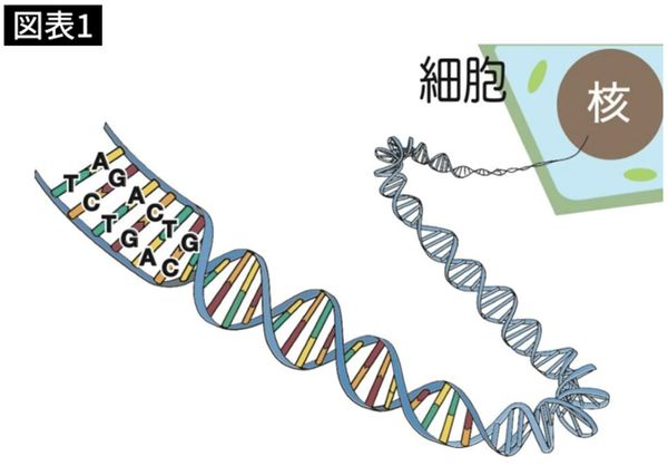 二重らせん状になったDNA