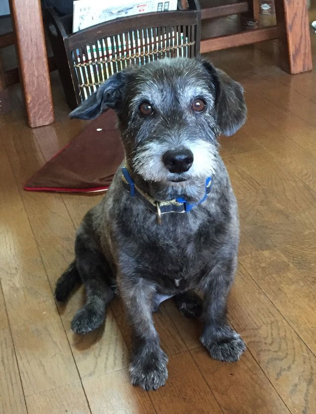 50代女性の愛犬。元気なころ。