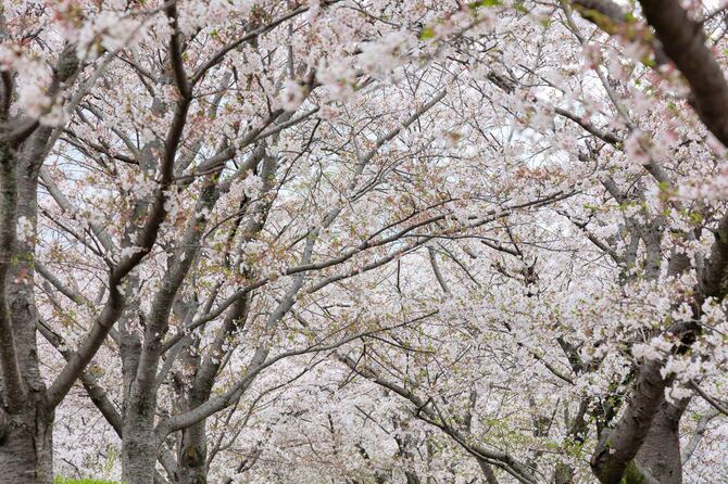 佐賀県立公園の桜