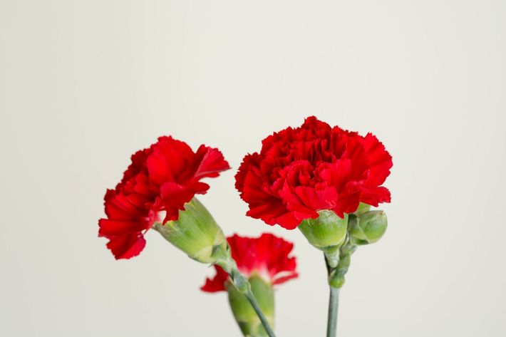 ※写真はイメージです