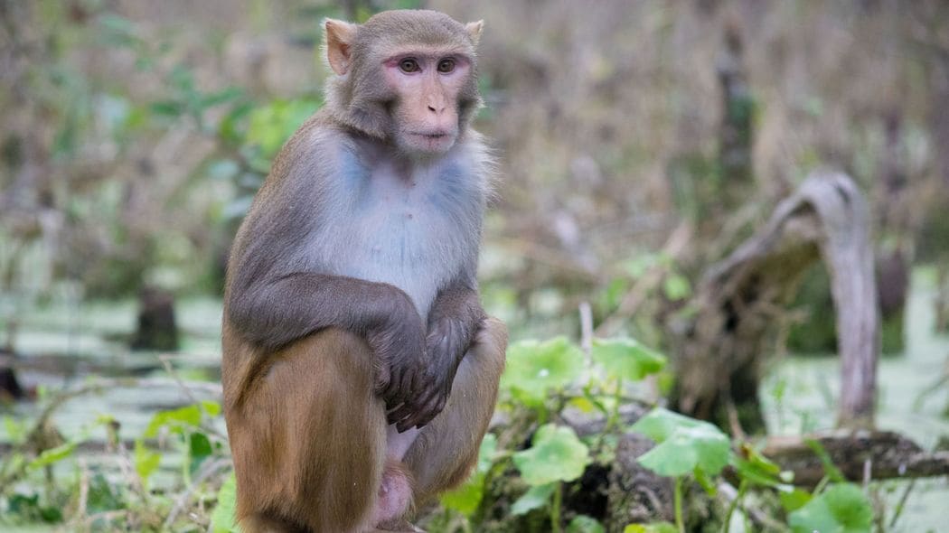 何のために自慰をするのか…ここまで分かったマスターベーションの進化と必然 オスの繁殖の成功率が高まったり､病原菌を避けるための戦略として進化