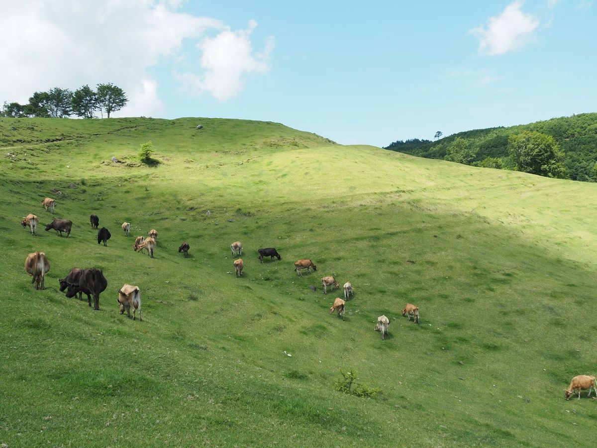 24時間365日、自然放牧をしている山地酪農「なかほら牧場」の様子。牛たちは好きな場所でノシバなどの草をはむ。