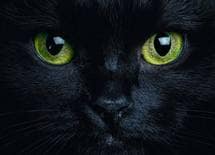 エリート税理士が"猫に熱湯"自慢した末路