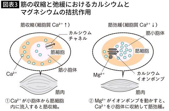 【図表】神経伝達におけるマグネシウムとカルシウムの拮抗作用