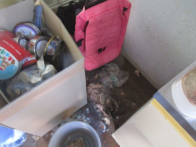 床はカビだらけだった