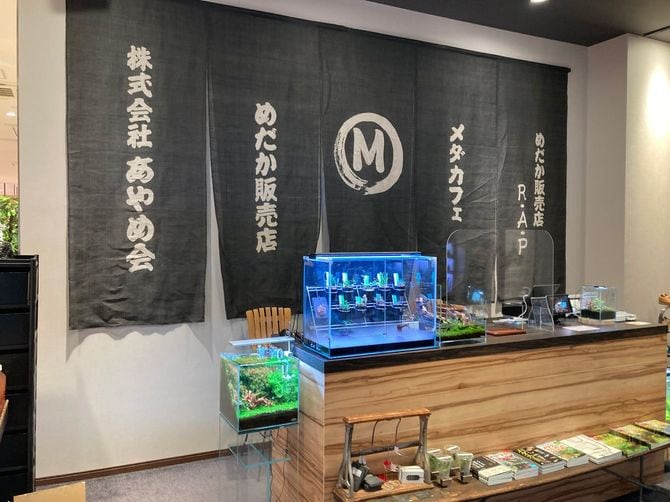 めだか販売店