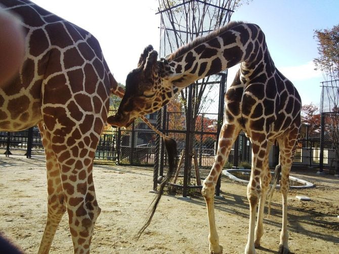 メスの尿を舐めるオスのキリン
