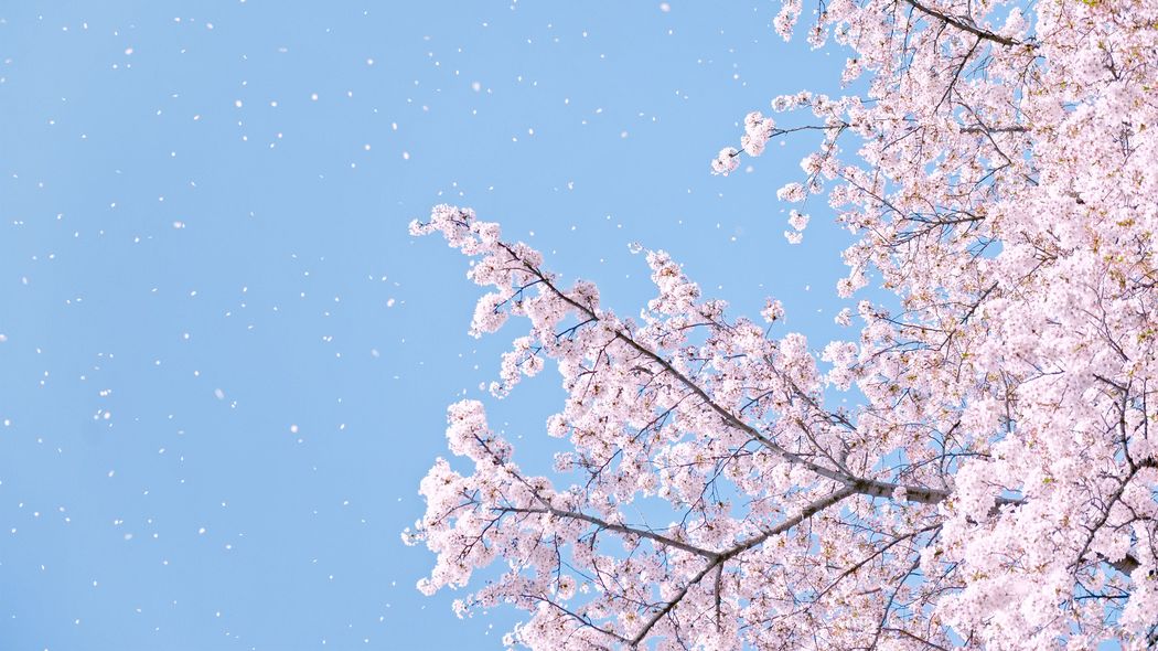 ｢全国大会出場｣のような派手な活躍は必要ない…推薦入試のプロが激推しする"活動プログラム"の種類 大学合格に必要な｢活動実績｣のうまい作り方