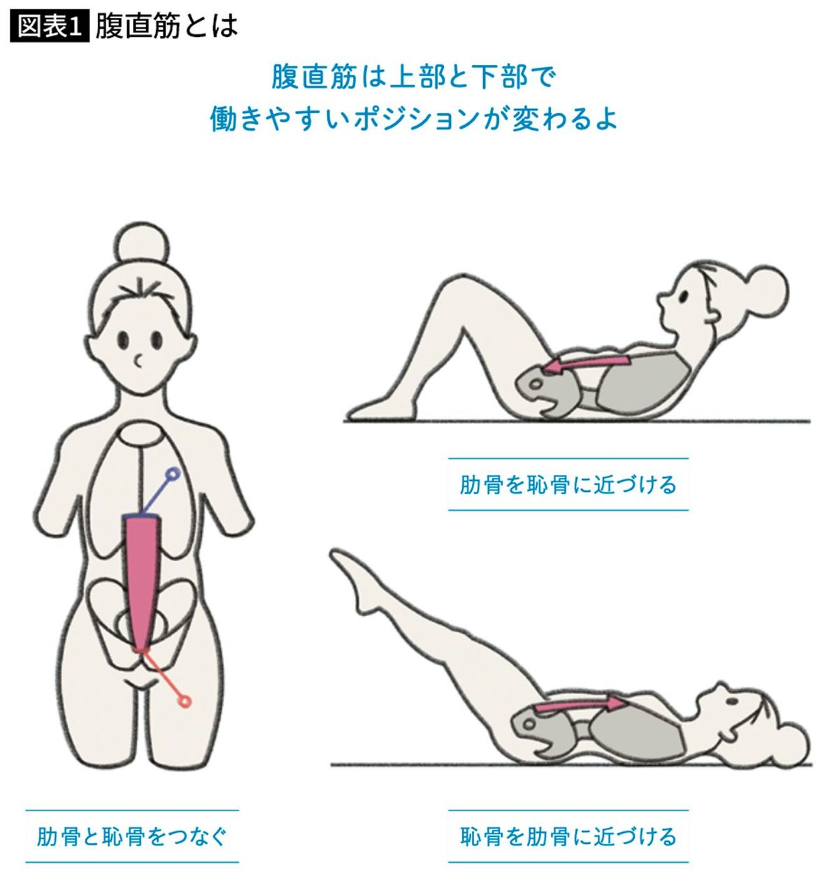 腹直筋とは