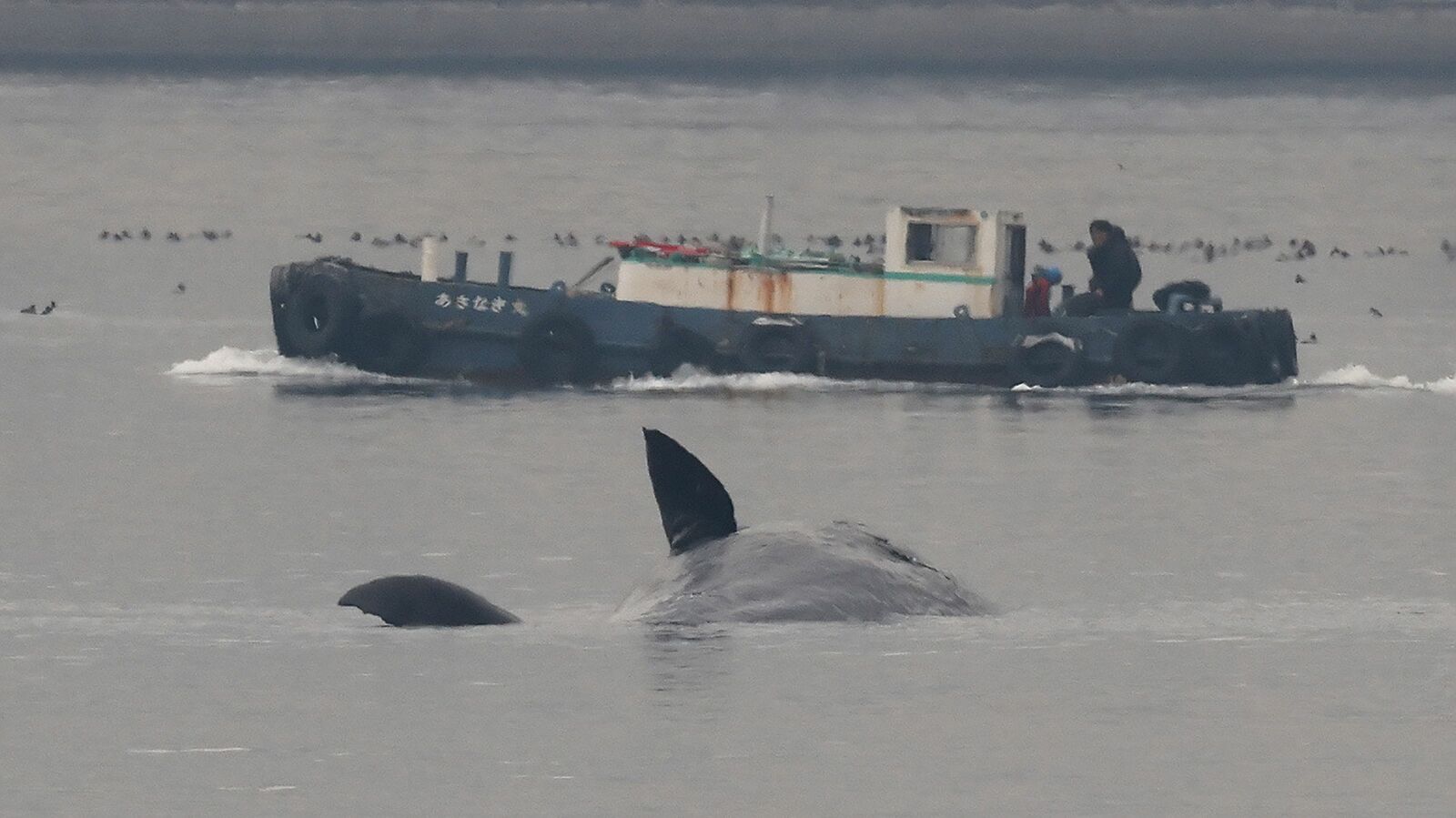 そのままでは腐敗しながら海洋を漂い続ける…マッコウクジラの｢よどちゃん｣が人の手で海に沈められた理由 死後すぐに沈むクジラと沈まないクジラがある