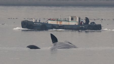 そのままでは腐敗しながら海洋を漂い続ける…マッコウクジラの｢よどちゃん｣が人の手で海に沈められた理由 死後すぐに沈むクジラと沈まないクジラがある |  PRESIDENT Online（プレジデントオンライン）