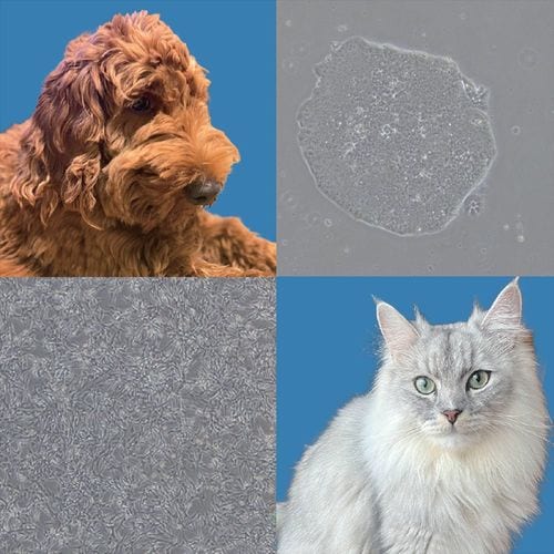 犬や猫などのiPS細胞は人と同じ方法では構築が難しいなど課題がある。Vetanicは独自技術で課題を解決し、安全に臨床応用できる真の「臨床グレード」と呼べる犬iPS細胞の構築に成功している。