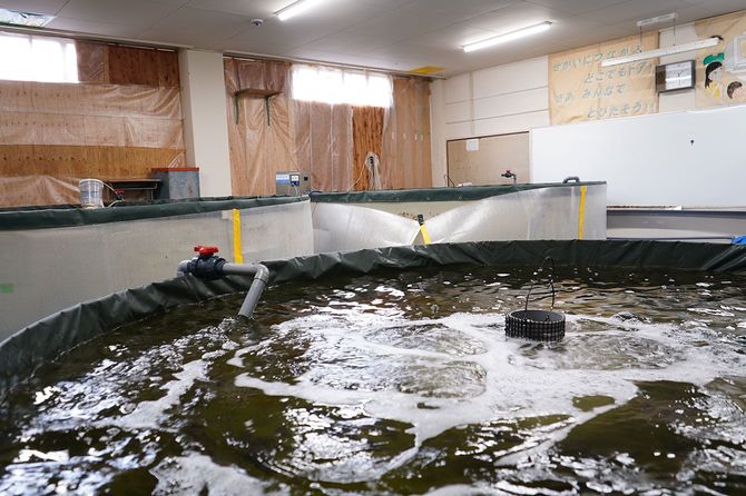 トラフグを養殖している生け簀