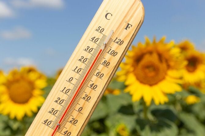 ヒマワリ農地の前にある温度計