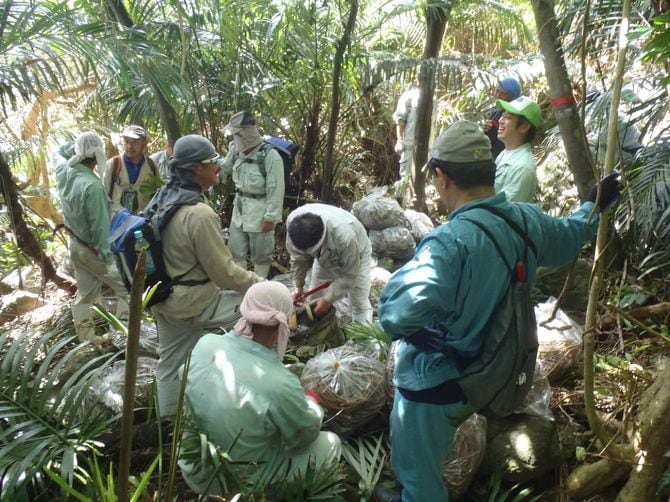 ノアサガオを採集して袋に詰め終わった防疫チーム