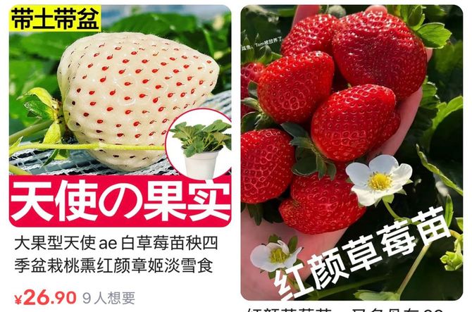 中国のフリマアプリで売られている天使の果実(左)と紅ほっぺ(右)の苗木