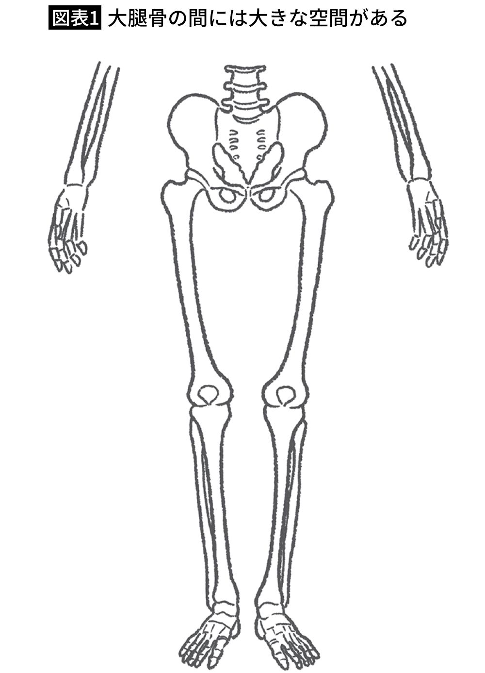【図表1】大腿骨の間には大きな空間がある
