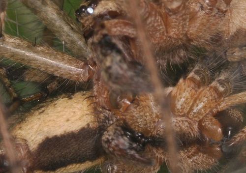 【写真12】コクサグモの交尾栓形成(出典=『カラー版 クモの世界 糸をあやつる8本脚の狩人』)