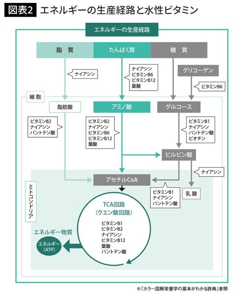 エネルギーの生産経路と水性ビタミン