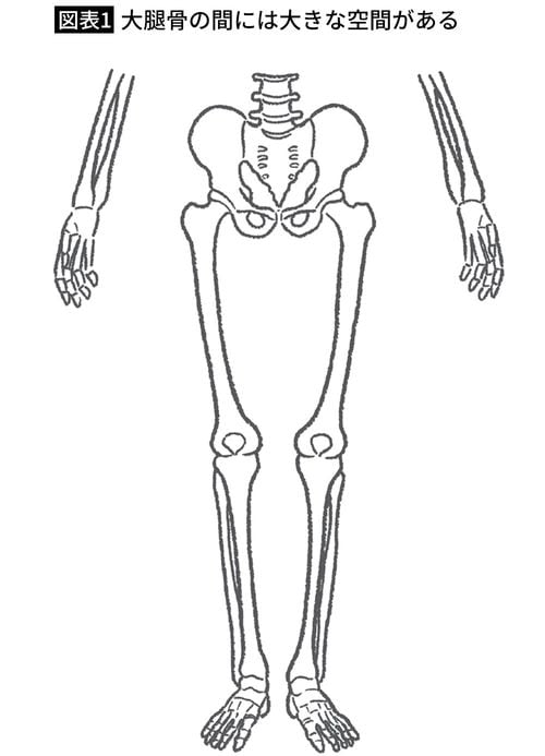 【図表1】大腿骨の間には大きな空間がある
