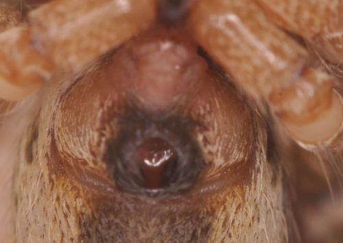 【写真10】コクサグモの外雌器(出典=『カラー版 クモの世界 糸をあやつる8本脚の狩人』)