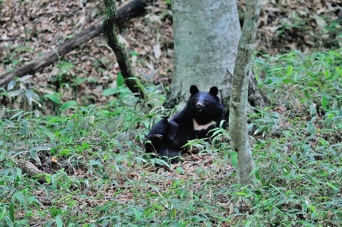 クロスズメバチに刺されて葛藤状態
