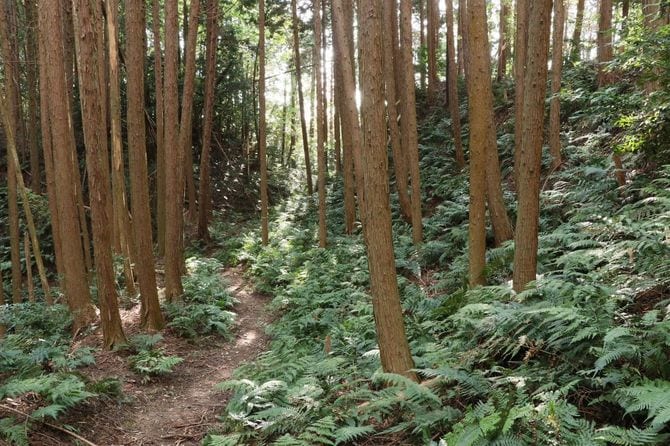 龍王山城の巨碧のような切岸