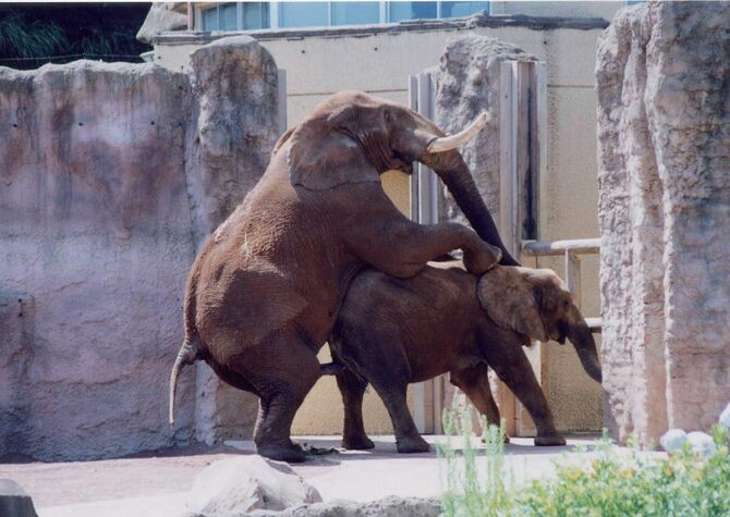 このままでは動物園でゾウを見られなくなる…発情期が年3､4回で不妊が